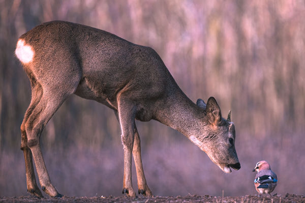 Gyere, súgok valamit