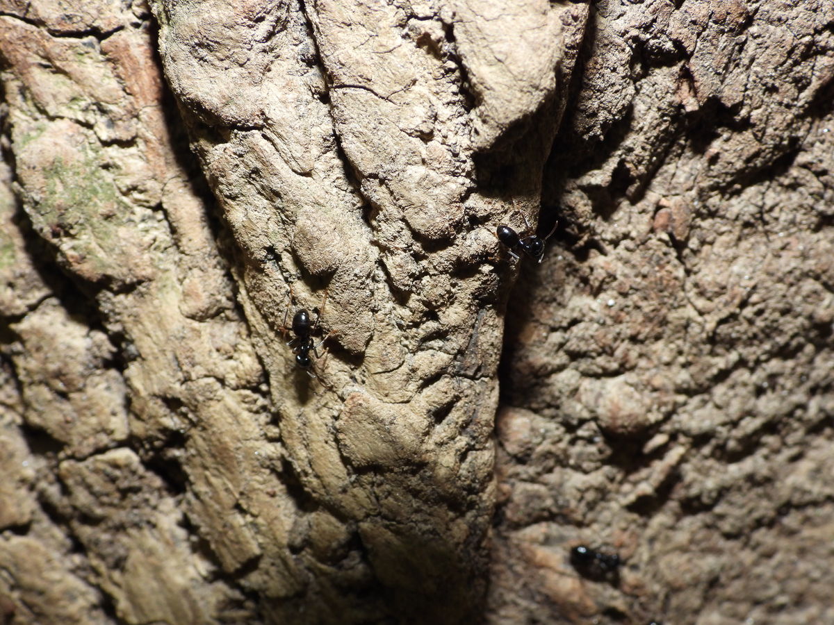 Kónya Máté Bertalan