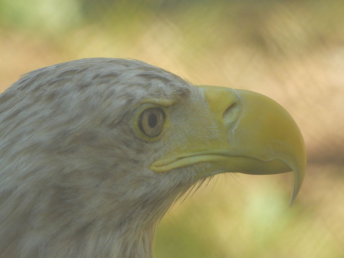 Kónya Máté Bertalan