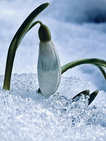 Tél és tavasz talàlkozása