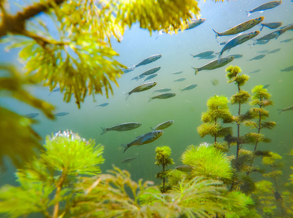 Kötelező haladási irány