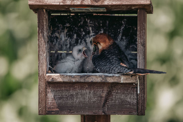 Életkép a költőládában