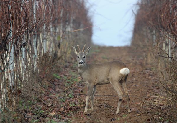 Szemezés egy bakkal