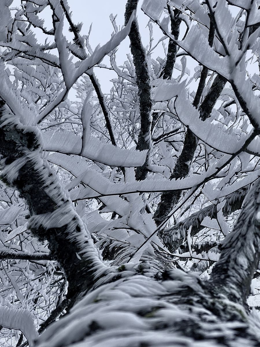 Presztolánszky Ágnes