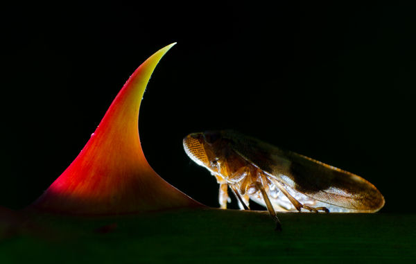 A tüske és a kabóca