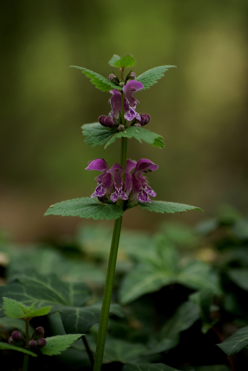 Laczkó-Magyar György
