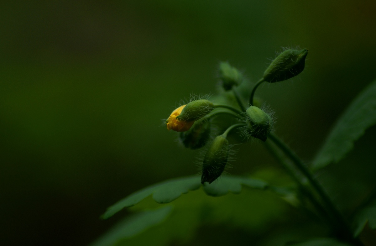 Laczkó-Magyar György