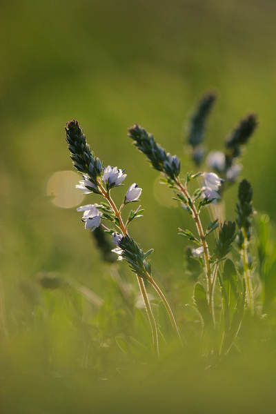 A tavasz kicsiny ajándéka