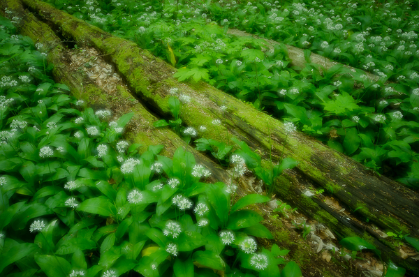Medvehagymás kompozíció