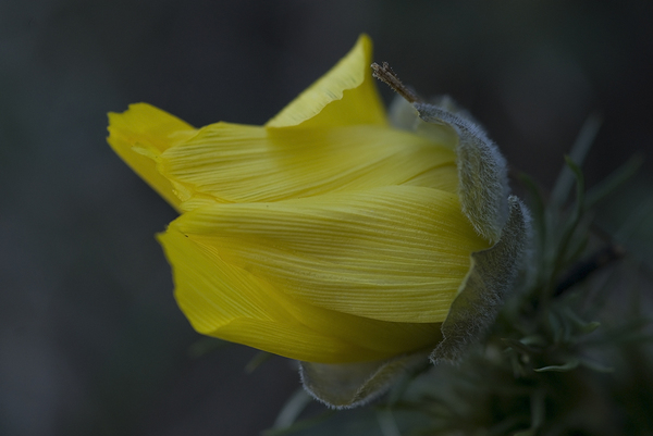 Adonis vernalis