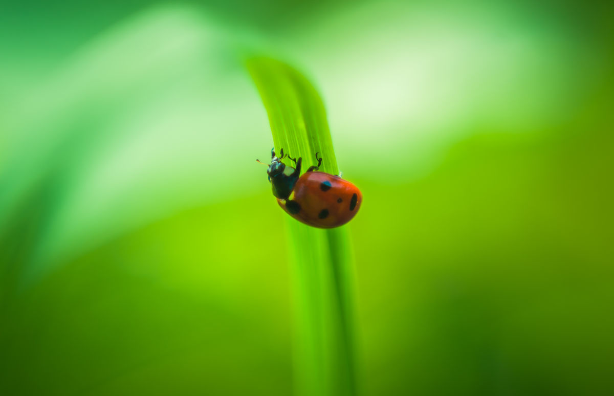 Gárdonyi Annamária