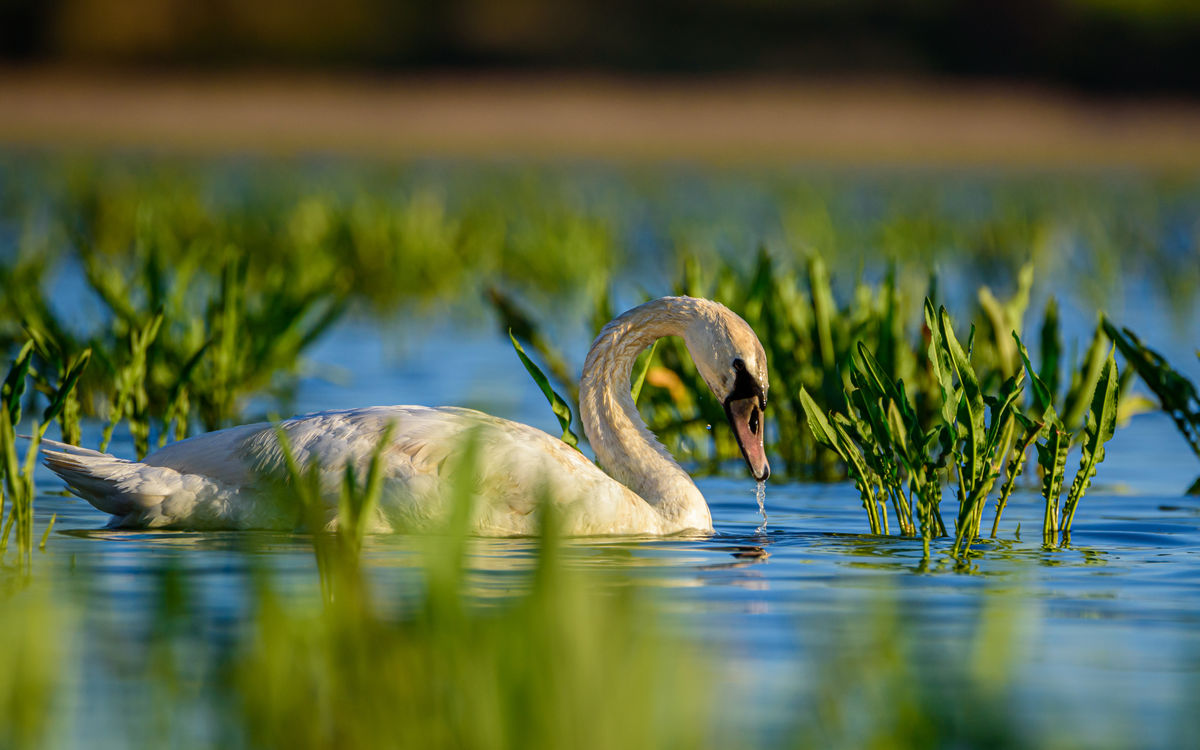 Benke Péter Valentin
