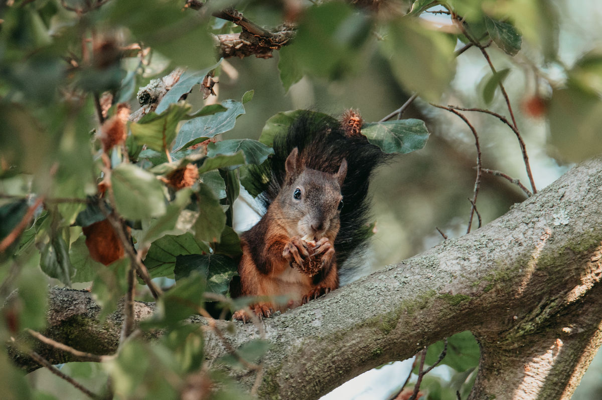 Gémné Kovács Anita