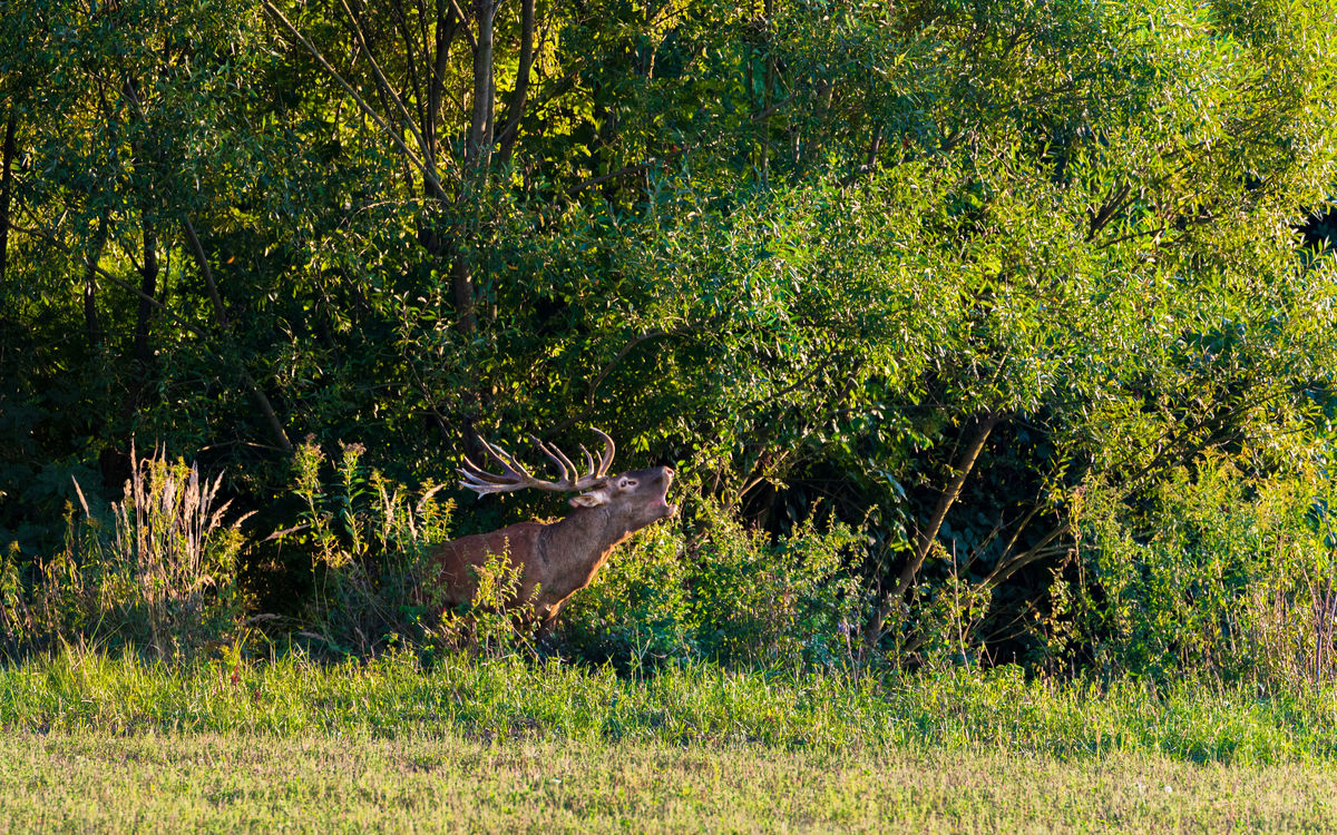 Benke Péter Valentin