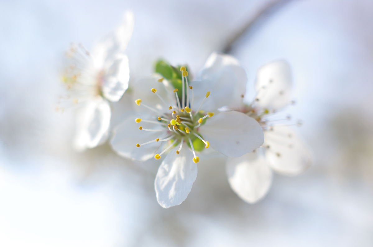 Gárdonyi Annamária