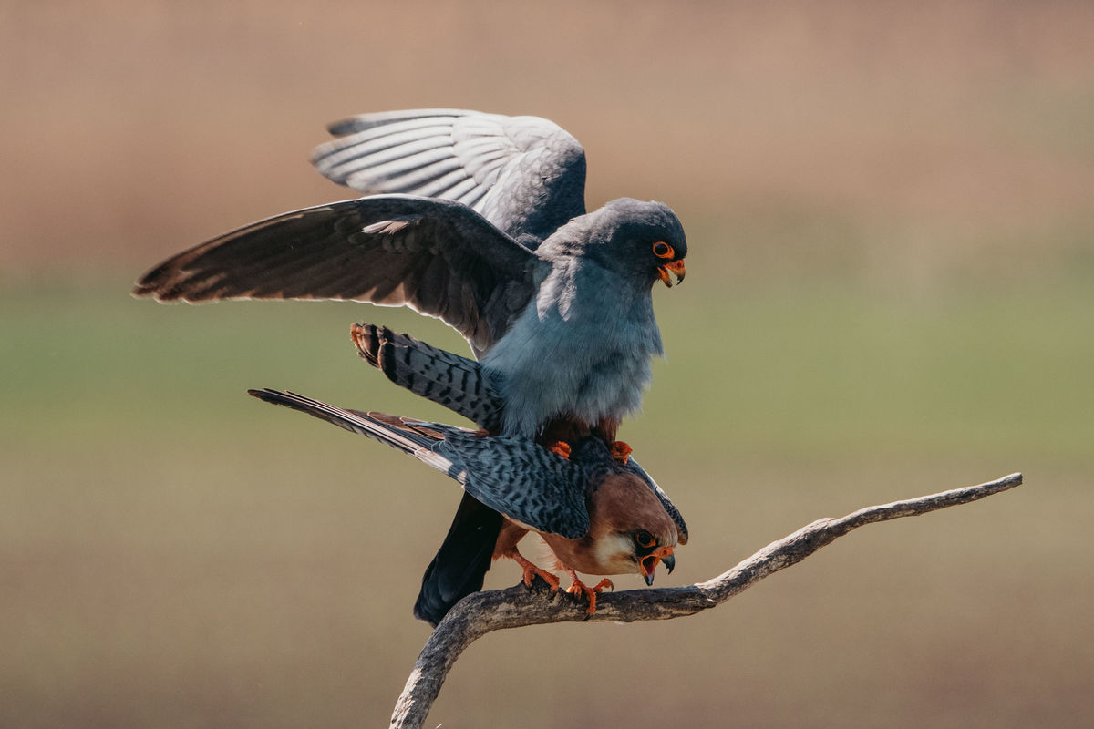 Gémné Kovács Anita