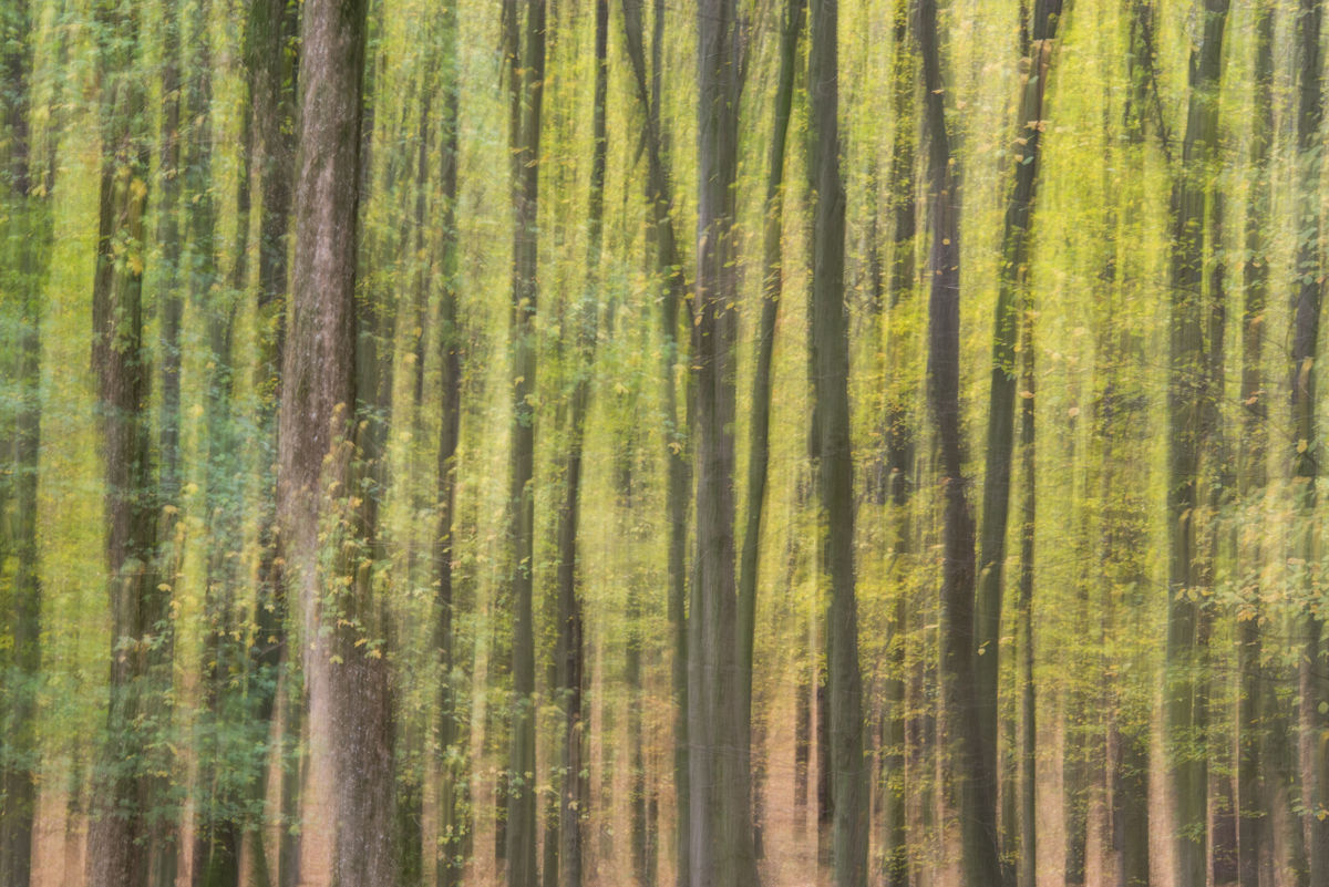 Darányiné Bakos Éva