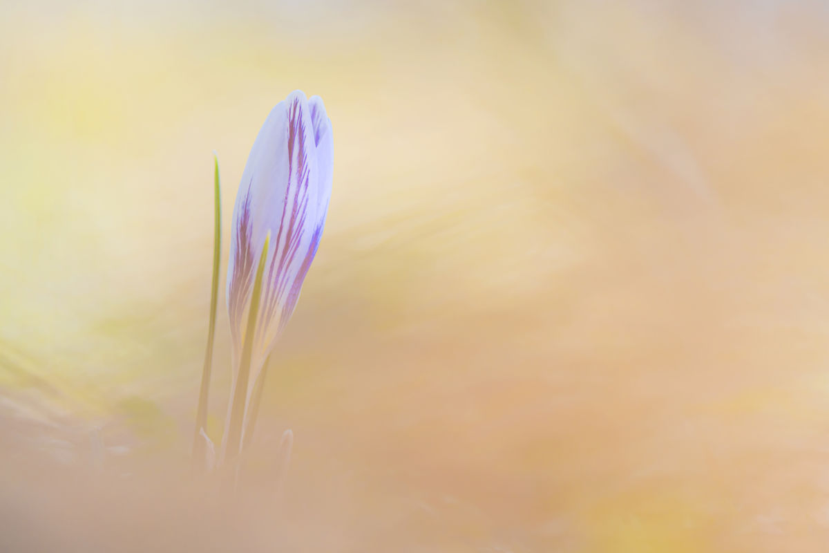 Gaál Zoltán Péter