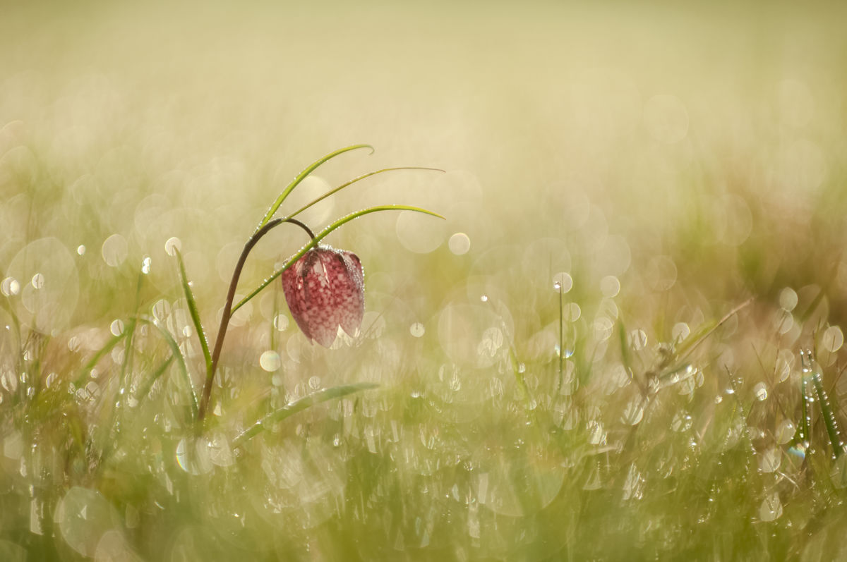 Ferkó László Szilveszter 
