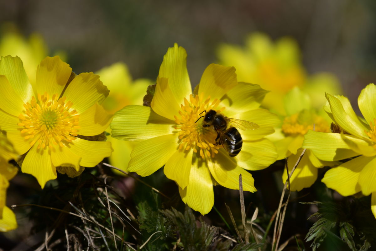 Dr. Rátkainé Kádár Andrea