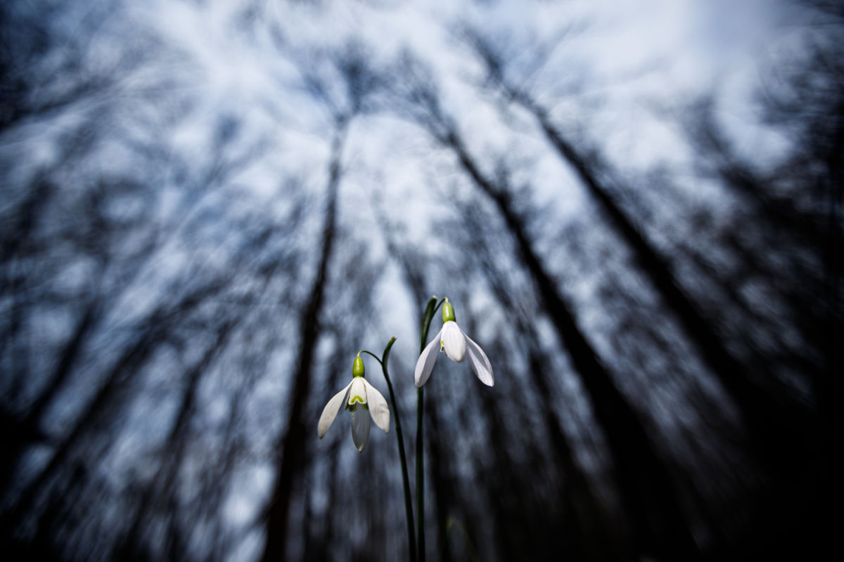 Gyenti-Kálvin Kinga