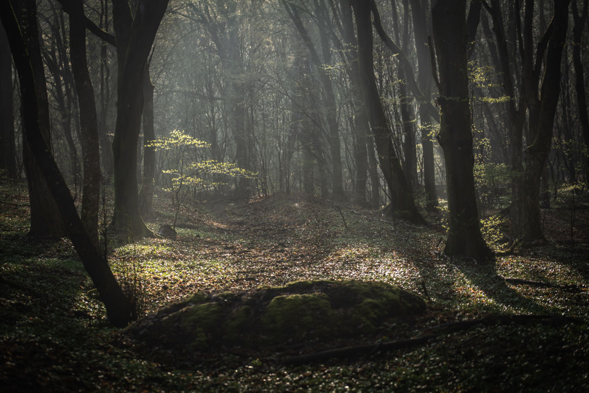 Darányiné Bakos Éva