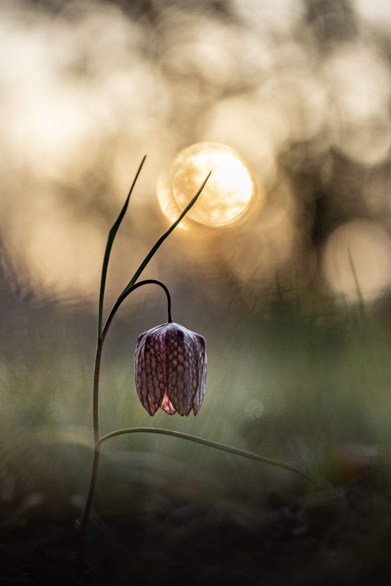 Gyenti-Kálvin Kinga