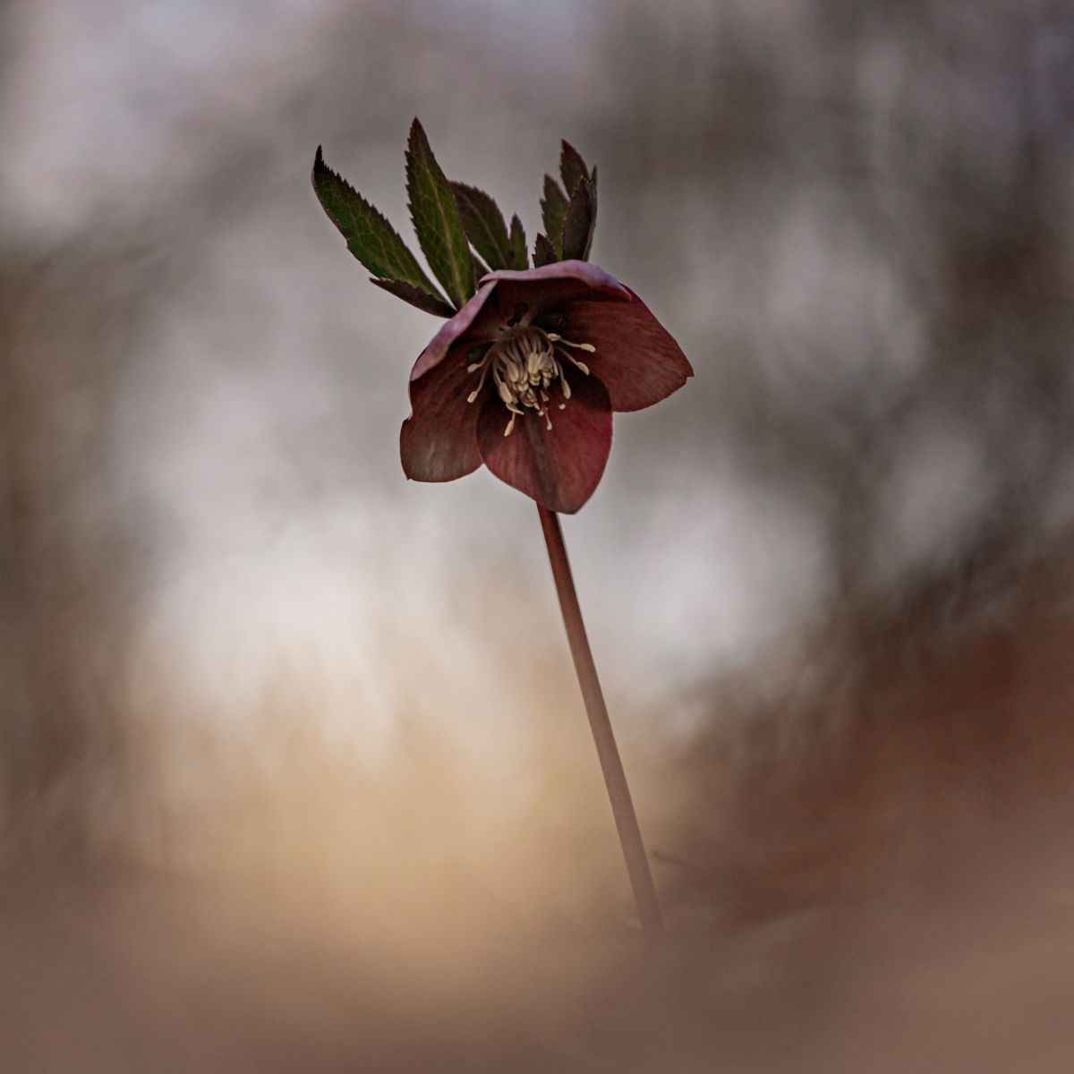 Gyenti-Kálvin Kinga