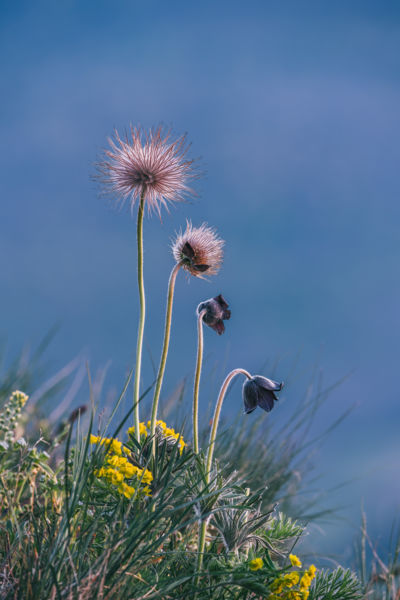 A kökörcsin élete