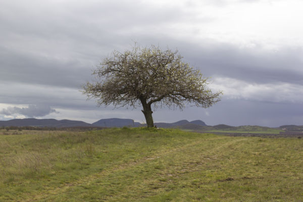A vackorfa ébredése 