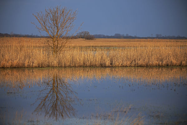 Mozdulatlan aranytó
