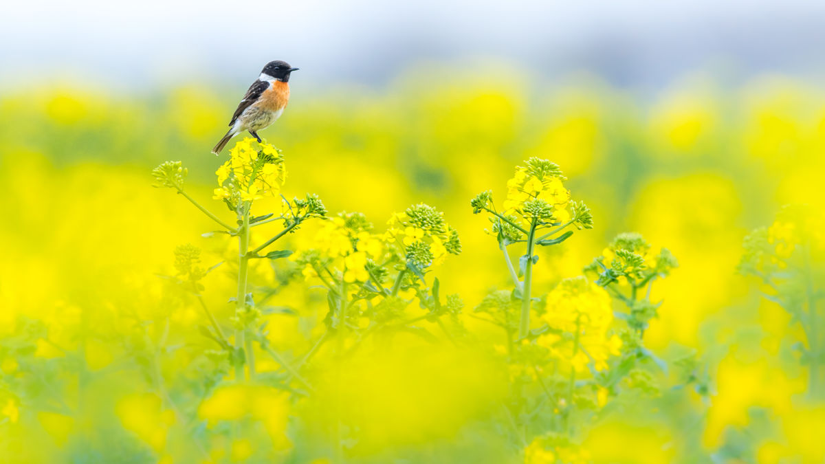 Koncz-Bisztricz Tamás