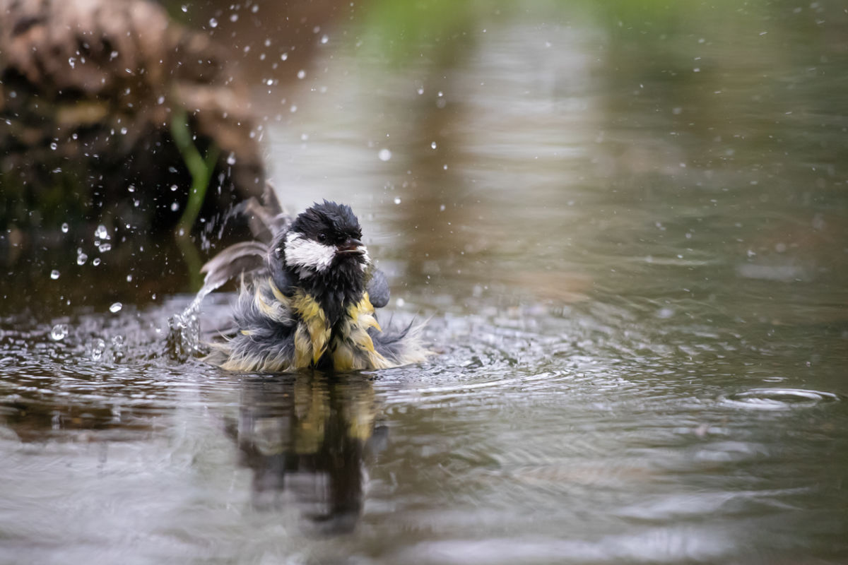 Germán Szilveszter Tibor