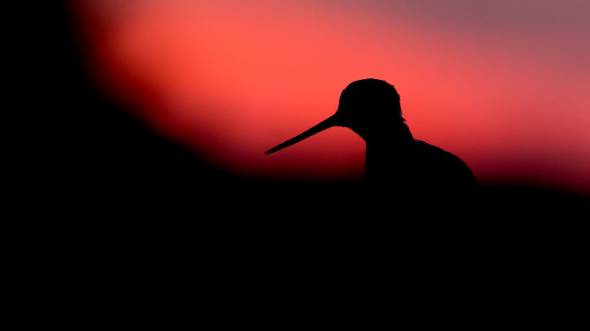 Koncz-Bisztricz Tamás