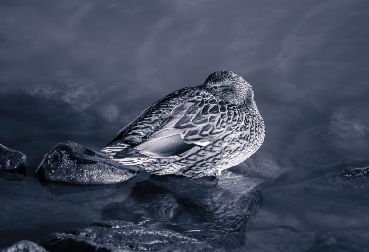 Gárdonyi Annamária