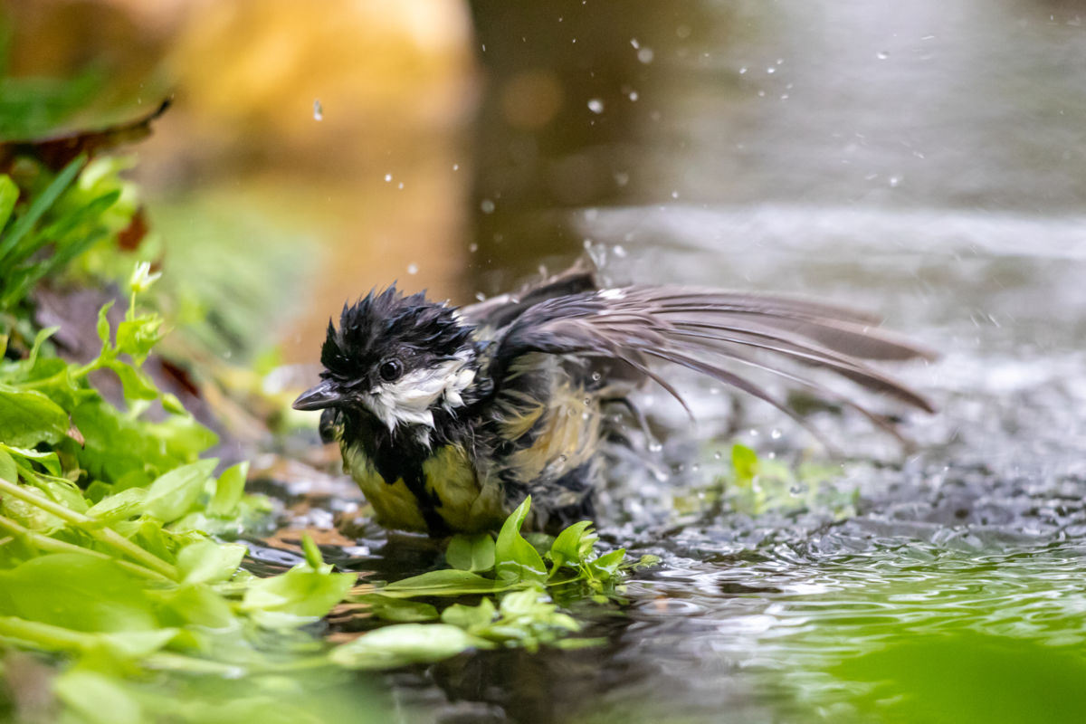 Germán Szilveszter Tibor