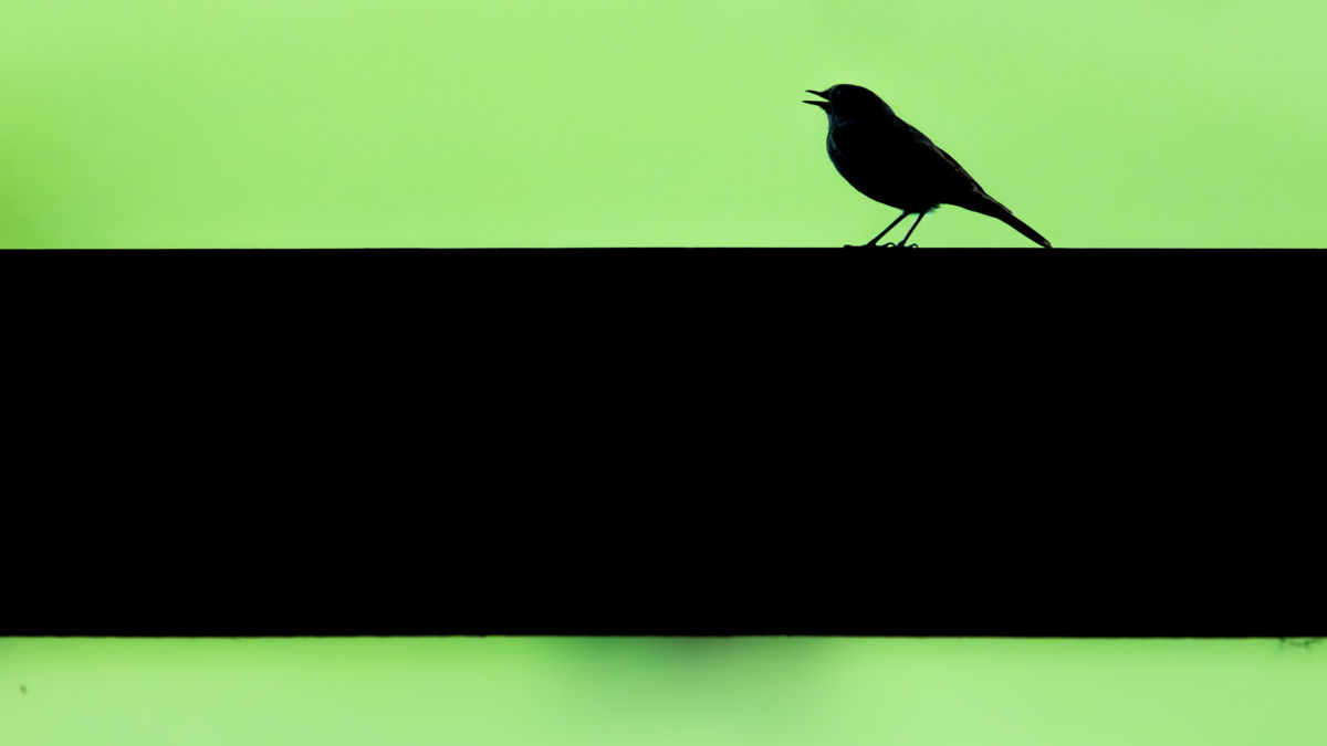 Koncz-Bisztricz Tamás