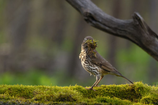 Upsz, lehet kicsit sok a moha a csőrömben...