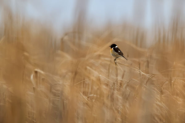 Nyargaló szellő lovasa 