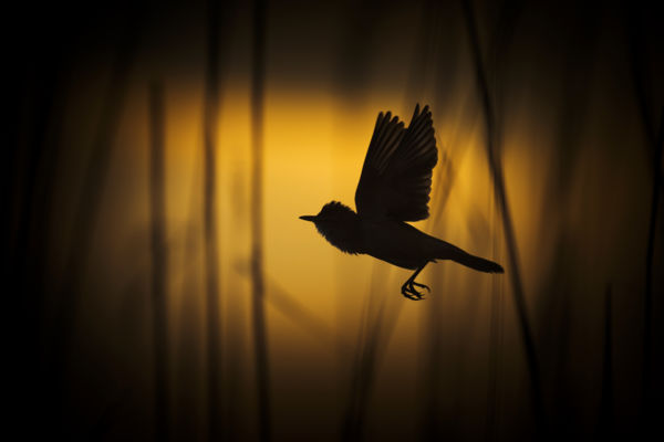 Alkonyati fényekben