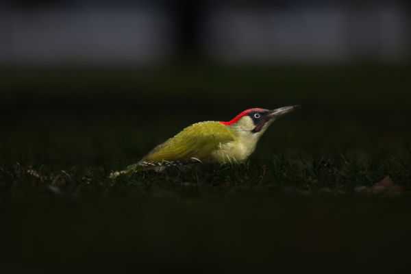 Meglapulva az esőben