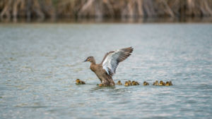 Kacsacsalád Kacsacsalád