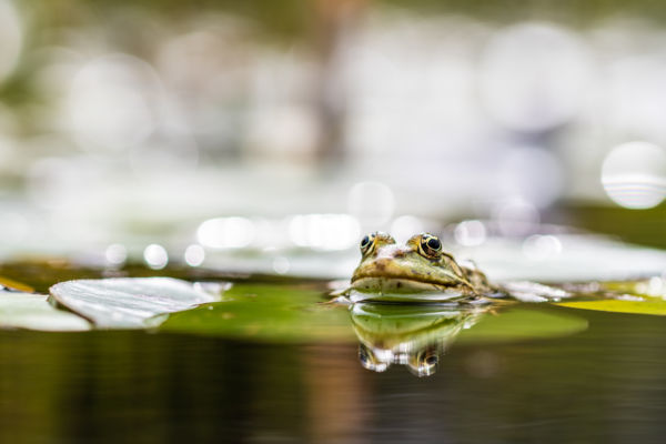 Menyasszonyra várva