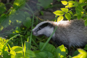 Levélkeretben Levélkeretben