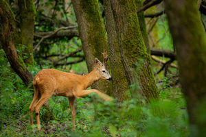 Az élő fába is beleköt