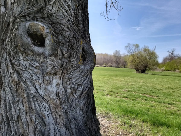 Fába zárt fájdalom