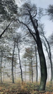 Dobogókő Dobogókő