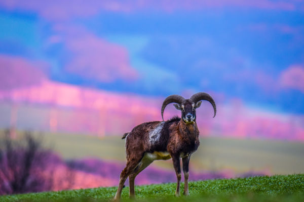 Hajnali fényben tündöklő 