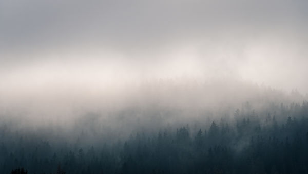 A köd ölelésében a fenyők csendje