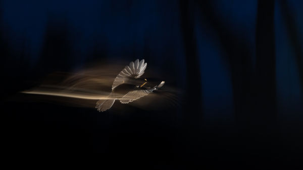 Repülés a kékórában